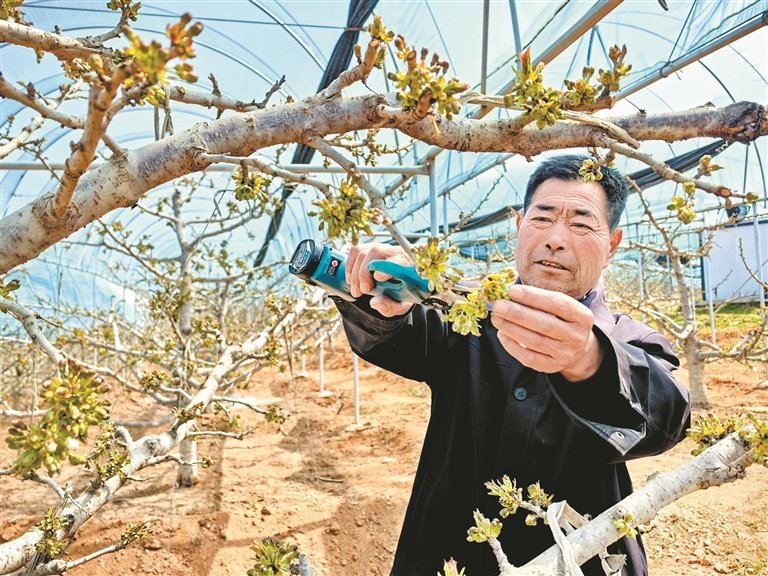 村民王有海在大棚内修剪樱桃枝。