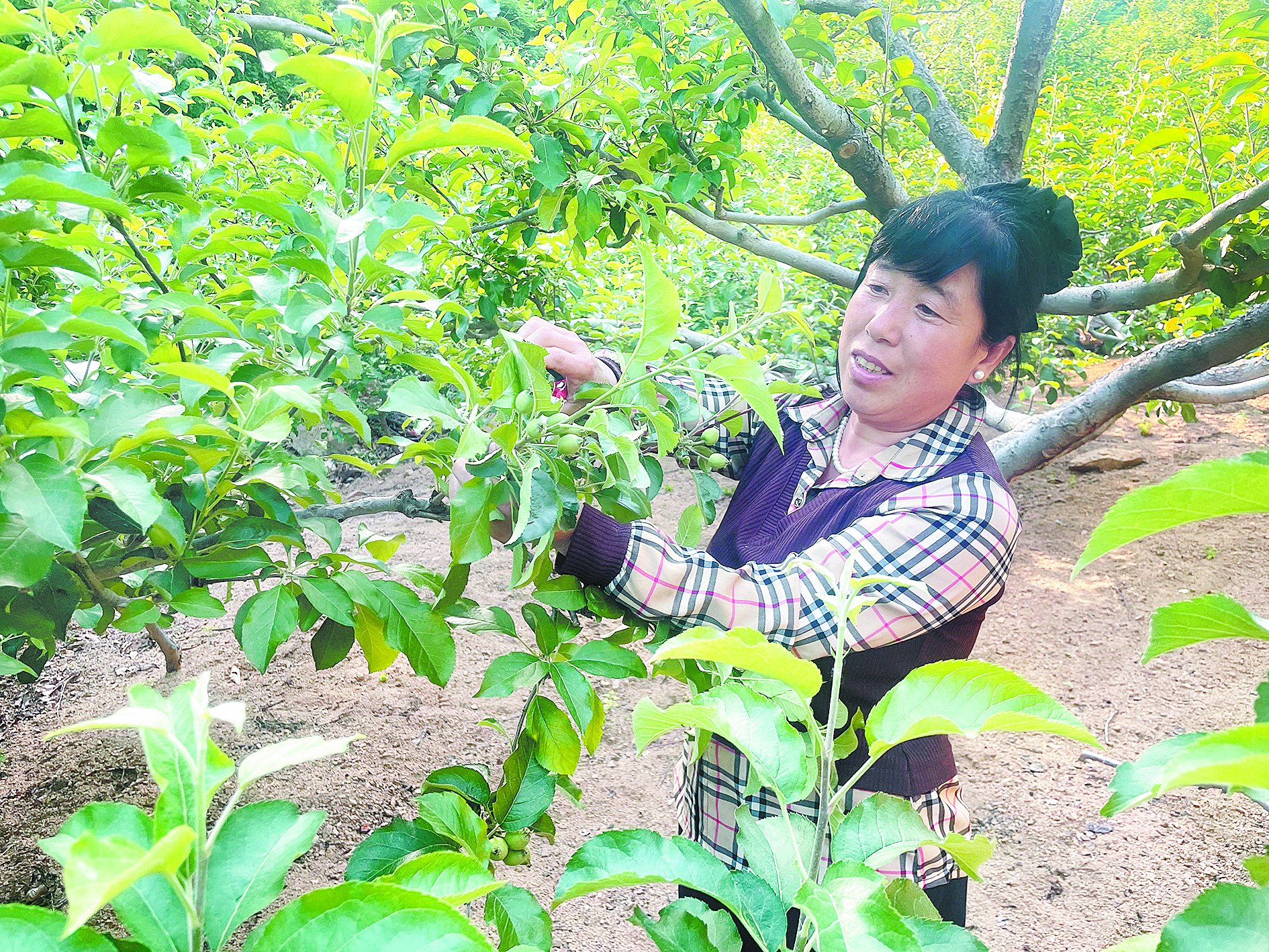 相关阅读依次分布着从清嘉庆年间到清光